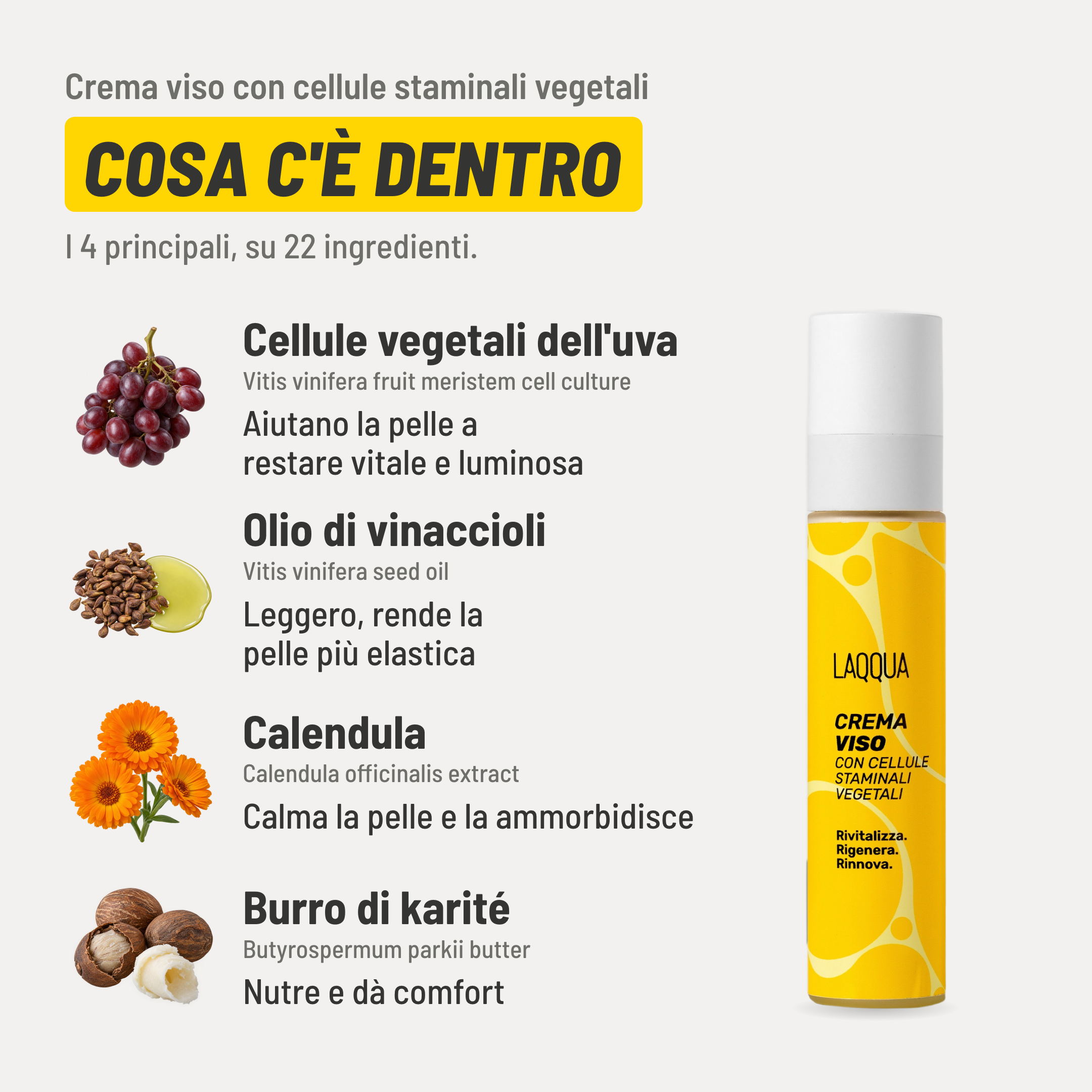Crema viso con cellule staminali vegetali, cosa c'è dentro. I 4 principali, su 22 ingredienti. Cellule vegetali dell'uva (Vitis vinifera fruit meristem cell culture): aiutano la pelle a restare vitale e luminosa. Olio di vinaccioli (Vitis vinifera seed oil): leggero, rende la pelle più elastica. Calendula (Calendula officinalis extract): calma la pelle e la ammorbidisce. Burro di karité (Butyrospermum parkii butter): nutre e dà comfort.